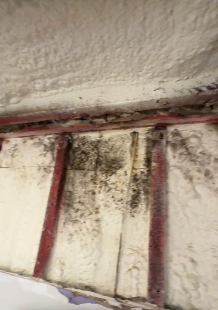 Mold growth below an unsealed top plate in a wine cellar wall cavity
